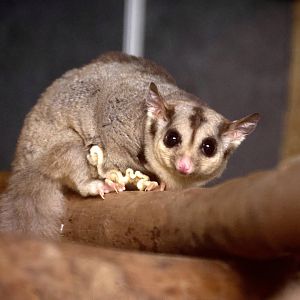 Squirrel Glider