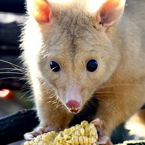 Pauline - Golden Possum