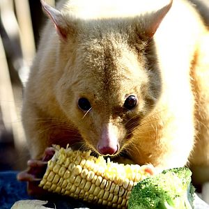 Tayo - Golden Possum