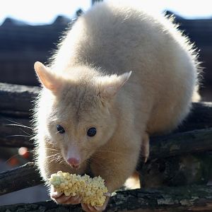 Pauline - Golden Possum