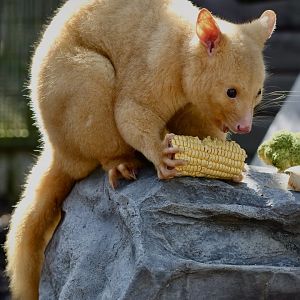 Tayo - Golden Possum