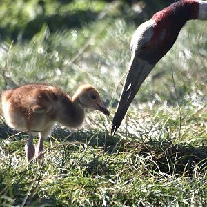 Sarrus Crane & Chick