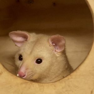 Paul - Golden Possum