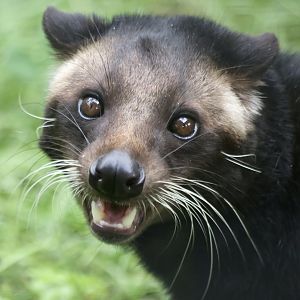 Morris - Sumatran White Bearded Civet