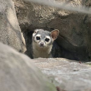 Vincent - Cacomistle