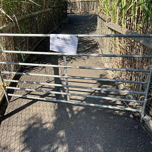 Brown Hyena view from Tunnel 15/09/23