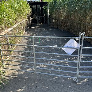 Brown Hyena View from Bat Eared Fox View 15/09/23