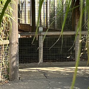 Zoomed in view from gate by Bat Eared Fox