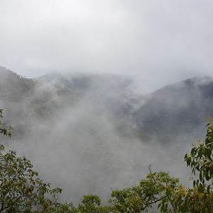 NSW misty morning