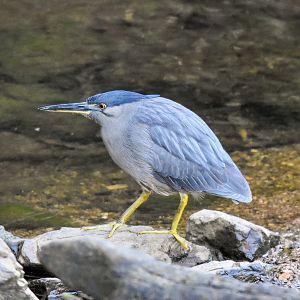 Striated Heron