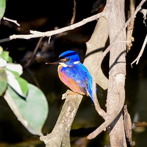 Azure Kingfisher