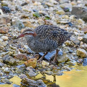 Buff-banded Rail