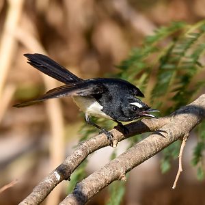 Willie-wagtail