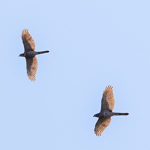 Brown Goshawks