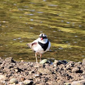 Black-fronted Dotterel