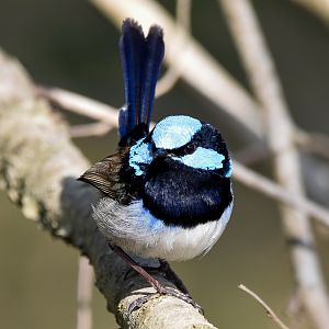 Superb Fairywren