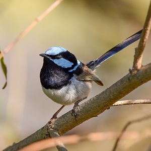 Superb Fairywren