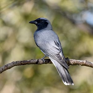 Black-faced Cuckoo-shrike