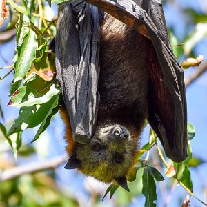 Grey-headed Flying-Fox