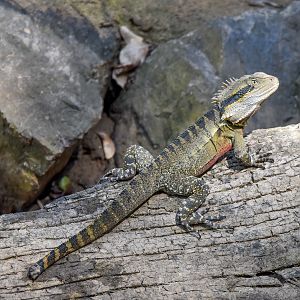 Eastern Water Dragon