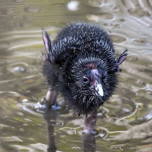 Australasian Swamphen chick