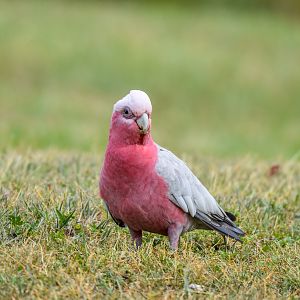 Galah