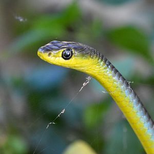 Green Tree Snake