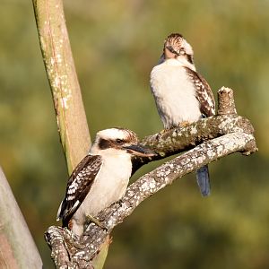 Laughing Kookaburras
