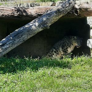 Snow Leopard