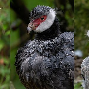 Screamers (Anhimidae)