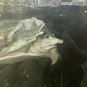 Softshell turtle ID