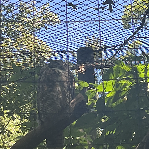 Owl ID