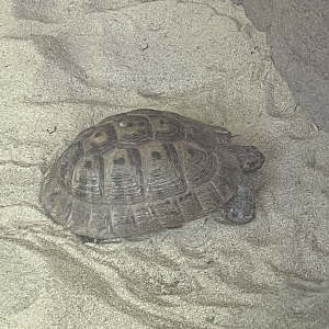 Tortoise ID?