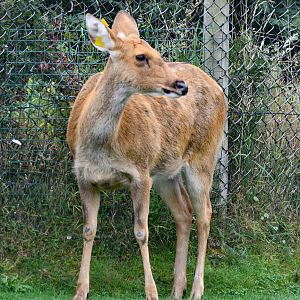 Barasingha (Rucervus duvaucelii)