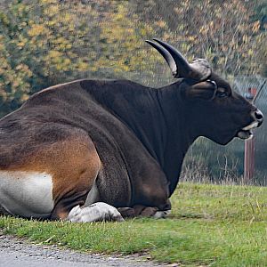 Javan banteng bull.