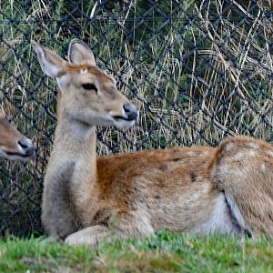 Myanmar thamin (Panolia eldii thamin)