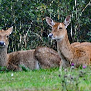 Myanmar thamin (Panolia eldii thamin)
