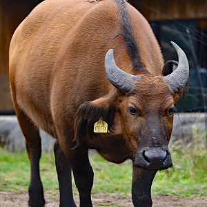 Forest Buffalo