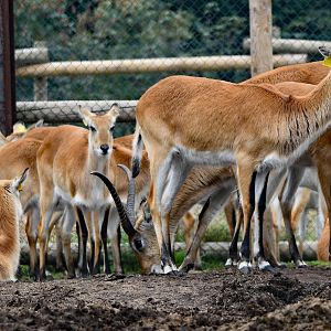 Kafue lechwe (Kobus leche kafuensis)