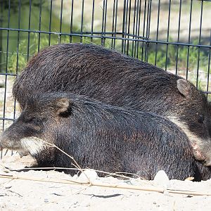 Southern white-lipped peccaries (Tayassu pecari albirostris), 2023-05-31