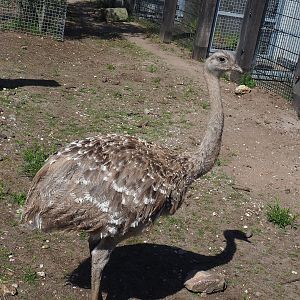 Darwin's rhea (Rhea pennata), 2023-05-31