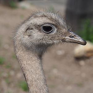 Darwin's rhea (Rhea pennata), 2023-05-31