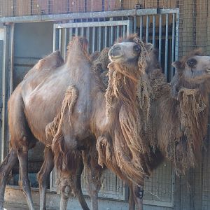 Domestic Bactrian camels (Camelus bactrianus), 2023-05-31