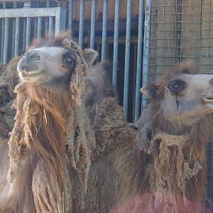 Domestic Bactrian camels (Camelus bactrianus), 2023-05-31