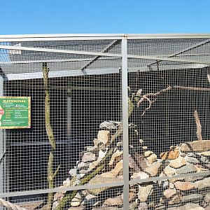 Blue-headed macaw and Plains viscacha outdoor exhibit, 2023-05-31