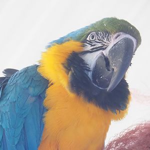 Blue-and-gold macaw (Ara ararauna), 2023-05-31