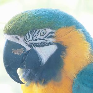 Blue-and-gold macaw (Ara ararauna), 2023-05-31