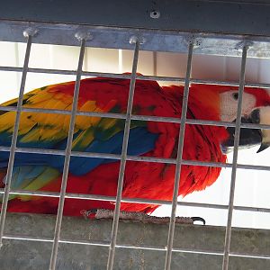 Scarlet macaw (Ara macao), 2023-05-31