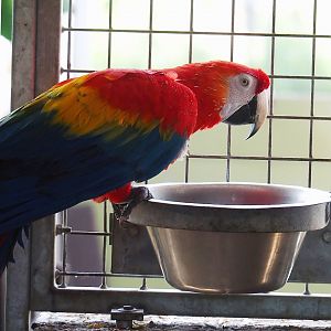 Scarlet macaw (Ara macao), 2023-05-31
