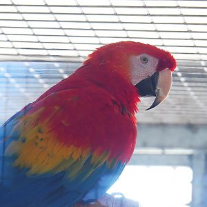Scarlet macaw (Ara macao), 2023-05-31